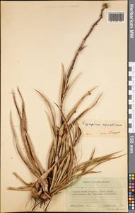 Eryngium aquaticum L., Америка (AMER) (Южная Георгия и Южные Сандвичевы Острова)