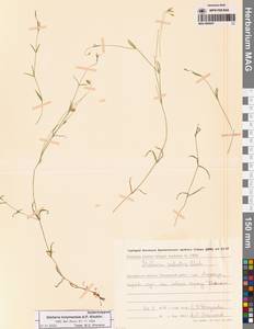 Звездчатка колымская A.P.Khokhr., Сибирь, Чукотка и Камчатка (S7) (Россия)