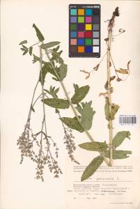 MHA 0 155 651, Котовник голый, Восточная Европа, Нижневолжский район (E9) (Россия)