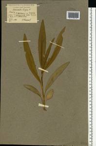 Лютик длиннолистный L., Восточная Европа, Центральный лесостепной район (E6) (Россия)