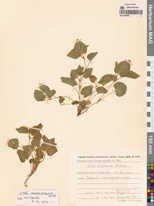 Фиалка сахалинская H.Boissieu, Сибирь, Чукотка и Камчатка (S7) (Россия)