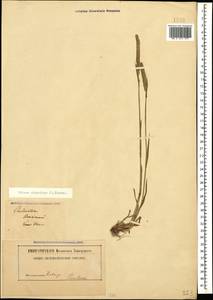 Тимофеевка степная (L.) H.Karst., Кавказ, Грузия (K4) (Грузия)