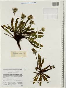 Одуванчик Стевена (Spreng.) DC., Кавказ, Краснодарский край и Адыгея (K1a) (Россия)