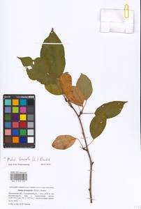 Яблоня ягодная (L.) Borkh., Восточная Европа, Московская область и Москва (E4a) (Россия)