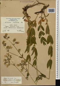 Смолевка обыкновенная, Хлопушка (Moench) Garcke, Кавказ, Южная Осетия (K4b) (Южная Осетия)