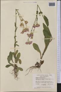Erigeron philadelphicus L., Америка (AMER) (Канада)