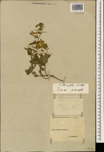 Колокольчик чесночннцелистный Willd., Кавказ, Ставропольский край, Карачаево-Черкесия, Кабардино-Балкария (K1b) (Россия)