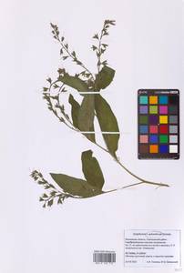 Symphytum × uplandicum Nyman, Восточная Европа, Московская область и Москва (E4a) (Россия)