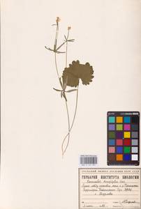 Лютик однолистный Ovcz., Восточная Европа, Восточный район (E10) (Россия)