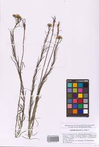 Солонечник льновидный (L.) Rchb. fil., Восточная Европа, Средневолжский район (E8) (Россия)