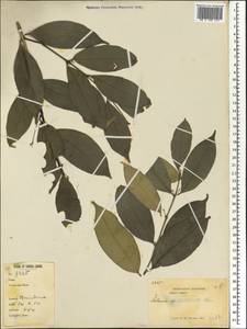 Salacia caillei A. Chev. ex Hutch. & M. B. Moss, Африка (AFR) (Сьерра-Леоне)
