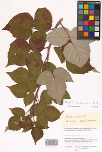 Малина сахалинская H.Lév., Сибирь, Западная Сибирь (S1) (Россия)