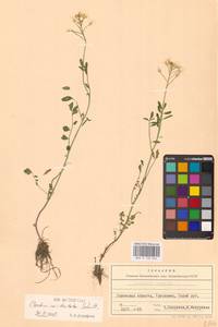 Cardamine pratensis subsp. dentata (Schult.) Čelak., Восточная Европа, Западно-Украинский район (E13) (Украина)
