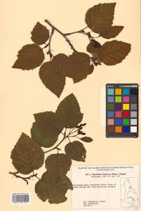 Alnus duschekia × fruticosa, Сибирь, Чукотка и Камчатка (S7) (Россия)