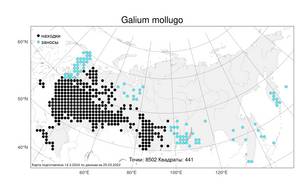 Galium mollugo, Подмаренник мягкий L., Атлас флоры России (FLORUS) (Россия)