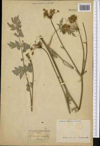 Oreoselinum nigrum Delarbre, Западная Европа (EUR)