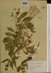 Сердечник крупнолистный Willd., Сибирь, Западный (Казахстанский) Алтай (S2a) (Казахстан)