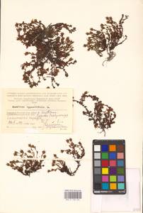 Камнеломка супротивнолистная L., Восточная Европа, Северный район (E1) (Россия)