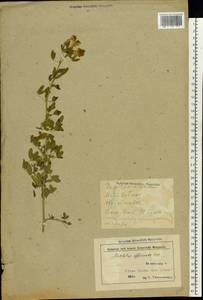 Донник лекарственный (L.) Lam., Восточная Европа, Белоруссия (E3a) (Белоруссия)