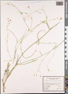 Володушка высокая M.Bieb., Зарубежная Азия (ASIA) (Иран)