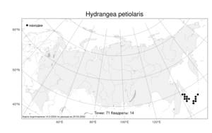 Hydrangea petiolaris, Гортензия черешковая Siebold & Zucc., Атлас флоры России (FLORUS) (Россия)