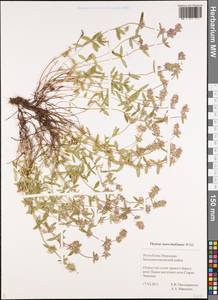 Thymus pannonicus All., Восточная Европа, Средневолжский район (E8) (Россия)