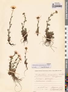 Chrysanthemum zawadzkii subsp. peleiolepis (Trautv.) Zuev, Сибирь, Чукотка и Камчатка (S7) (Россия)