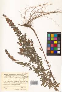 Леспедеца ситниковая (L.f.) Pers., Сибирь, Дальний Восток (S6) (Россия)