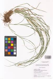 Осока заячья L., Восточная Европа, Центральный район (E4) (Россия)