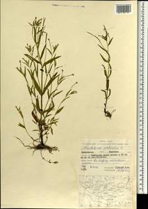 Кипрей болотный L., Монголия (MONG) (Монголия)