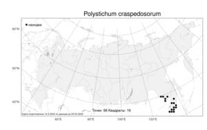 Polystichum craspedosorum, Многорядник укореняющийся (Maxim.) Diels, Атлас флоры России (FLORUS) (Россия)