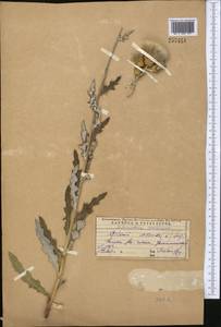 Cirsium arvense var. vestitum Wimm. & Grab., Средняя Азия и Казахстан, Западный Тянь-Шань и Каратау (M3) (Казахстан)