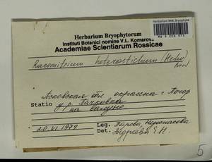 Bucklandiella heterosticha (Hedw.) Bedn.-Ochyra & Ochyra, Гербарий мохообразных, Мхи - Новгородская и Псковская области (B5) (Россия)