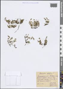 Грыжник голый L., Восточная Европа, Центральный лесостепной район (E6) (Россия)