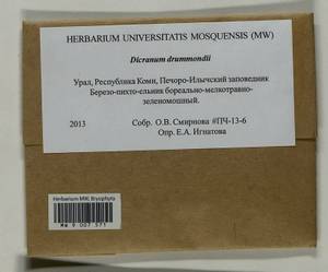 Dicranum drummondii Müll. Hal., Гербарий мохообразных, Мхи - Архангельская и Вологодская области, Коми, Ненецкий АО (B7) (Россия)