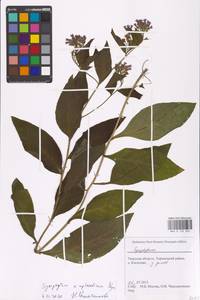 Symphytum ×uplandicum Nyman, Восточная Европа, Северо-Западный район (E2) (Россия)