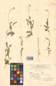 Крупка дубравная L., Восточная Европа, Нижневолжский район (E9) (Россия)