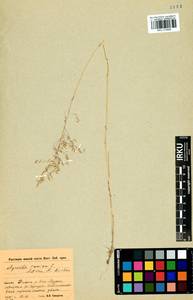 Полевица виноградниковая Schreb., Сибирь, Прибайкалье и Забайкалье (S4) (Россия)