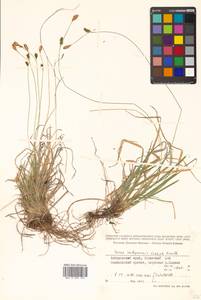 Осока сабинская (Less. ex Kunth) Kük., Сибирь, Дальний Восток (S6) (Россия)
