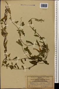 Повой заборный (L.) R.Br., Кавказ, Азербайджан (K6) (Азербайджан)