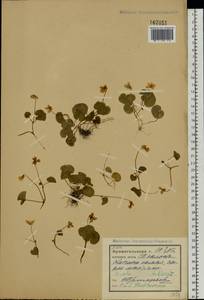 Фиалка двухцветковая L., Восточная Европа, Северный район (E1) (Россия)