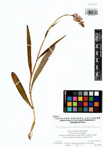 Пальчатокоренник Фукса (Druce) Soó, Сибирь, Прибайкалье и Забайкалье (S4) (Россия)