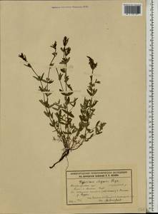 Зверобой изящный Steph. ex Willd., Восточная Европа, Волжско-Камский район (E7) (Россия)