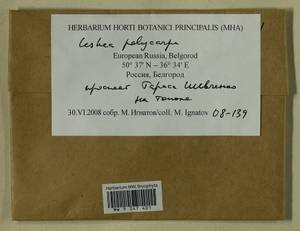 Leskea polycarpa Hedw., Гербарий мохообразных, Мхи - Центральное Черноземье (B10) (Россия)