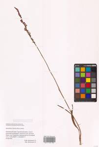 Скрученник китайский (Pers.) Ames, Сибирь, Дальний Восток (S6) (Россия)