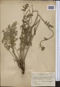 Порезник Шренка C. A. Mey. ex Schischk., Средняя Азия и Казахстан, Северный и Центральный Тянь-Шань (M4) (Киргизия)