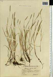 Лисохвост равный Sobol., Восточная Европа, Нижневолжский район (E9) (Россия)