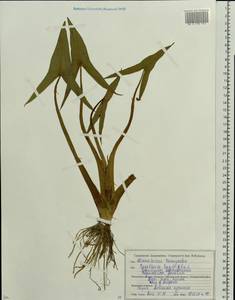 Стрелолист обыкновенный L., Восточная Европа, Белоруссия (E3a) (Белоруссия)