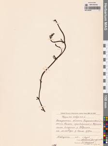 Хвостник обыкновенный, Водяная сосенка L., Сибирь, Чукотка и Камчатка (S7) (Россия)