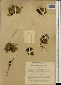 Draba polytricha Ledeb., Кавказ, Грузия (K4) (Грузия)